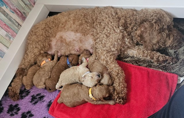 Image 3 of Miniature F3B Labradoodle Puppies.