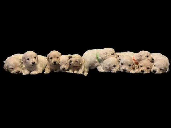 Image 7 of Stunning Golden retriever puppies, beautiful temperament