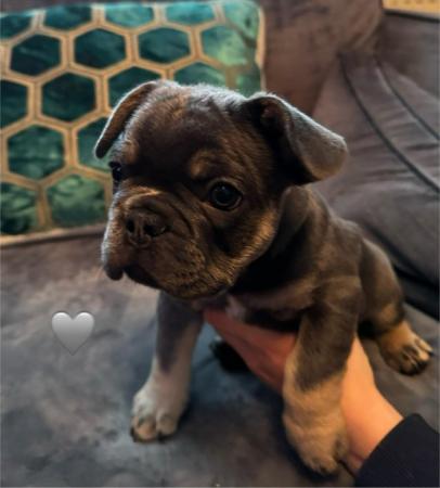 Image 6 of Pedigree French bulldog puppies looking for forever homes