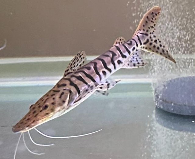 Preview of the first image of Tiger Shovelnose Catfish - 40cm.