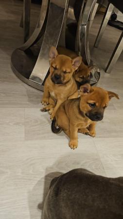 Image 3 of Shiba inu x french bulldog puppies