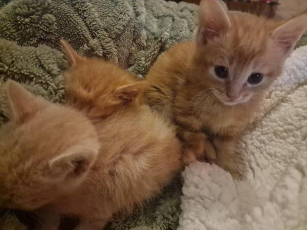 Image 4 of 9wk Gorgeous Ginger Kittens - just 2 left