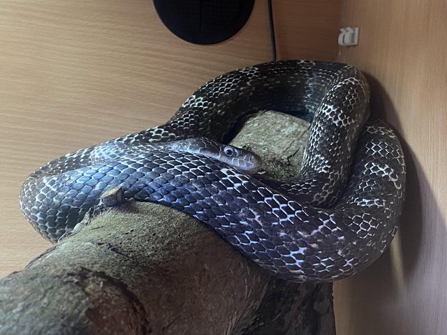 Preview of the first image of Adult Male Grey Rat Snake.