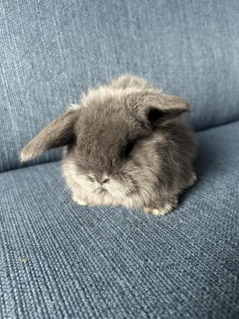 Image 1 of Gorgeous blue mini lop babies ready 6th May