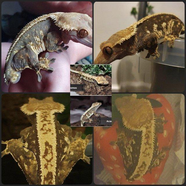 Preview of the first image of Crowned Tri-colour Harlequin Crested Gecko Male.