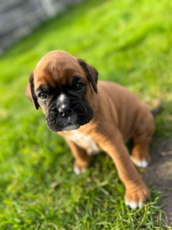 Image 9 of Stunningly Perfect 6 week old KC Pedigree Boxer puppies.