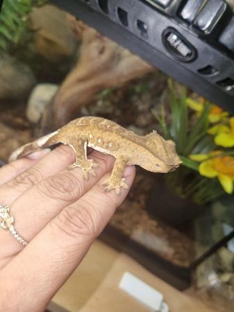 Image 10 of Beautiful Male Crested Gecko