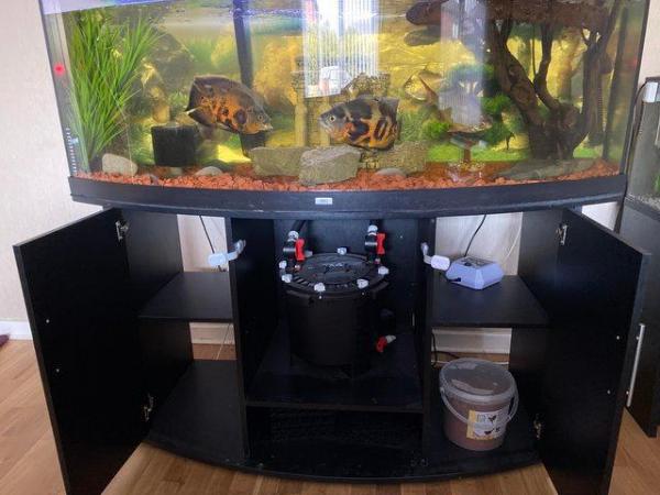 Image 2 of 500l jewel fish aquarium £350 (bare tank and stand)