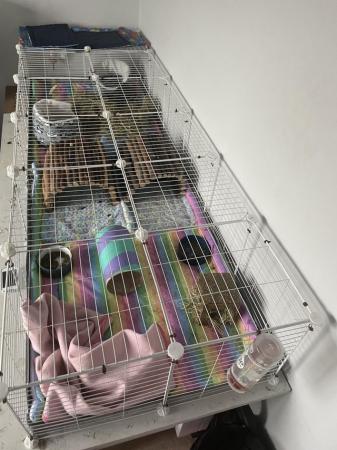Image 6 of 2 male guinea pigs for sale