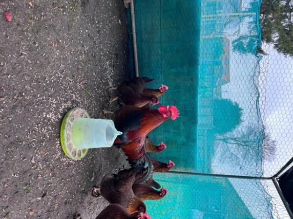 Image 2 of Hatching Eggs various breeds available