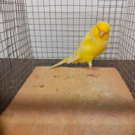 Image 5 of Lovely Yorkshire canary for sale