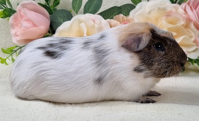 Image 1 of Bonded 8 Month Old Male Guinea Pigs