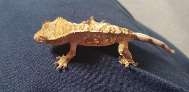 Image 4 of Wonderful Crested Gecko for sale