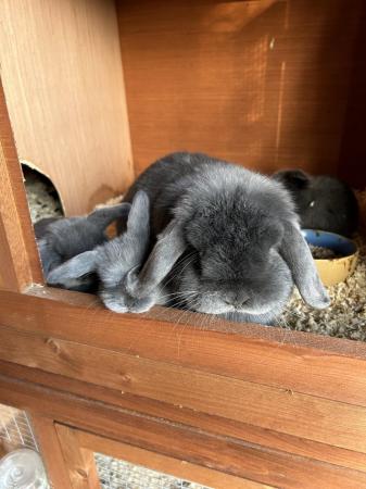 Image 2 of Gorgeous blue mini lop babies ready 6th May