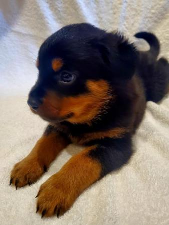 Image 8 of KC Rottweiler Pups Ready Now! (1 Boy, 2 Girls Available)