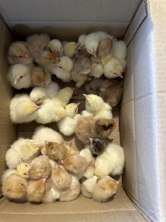 Image 3 of Pure breed chicks. Light sussex buff sussex leghorns