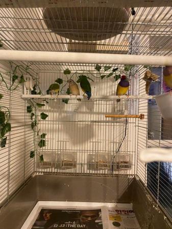 Image 2 of Tow pair of gouldian finch for sale