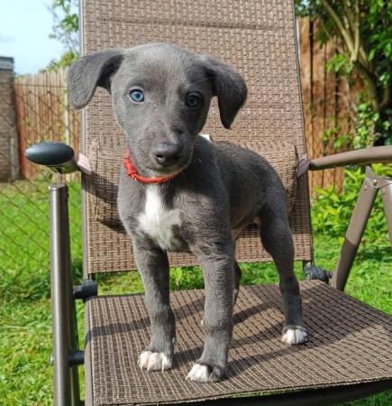 Image 1 of Gorgeous Whippet Puppies For Sale