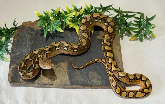 Image 6 of Uk first bacan combo pythons