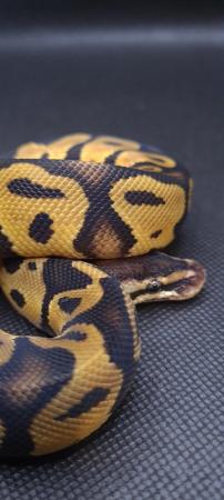 Image 13 of Royal /ball pythons available and male and female boas