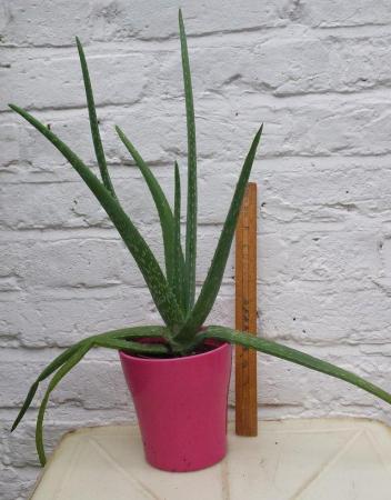 Image 3 of Aloe Vera  V Barbadensis  plants for sale