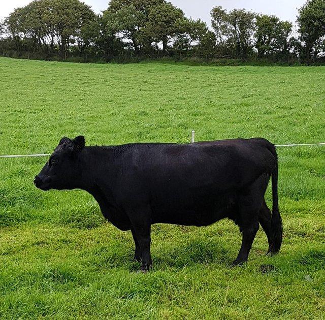 Preview of the first image of PEDIGREE SHORT, BLACK, DEXTER COW.
