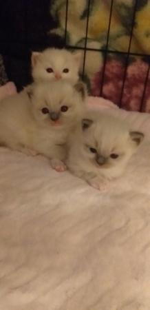 Image 12 of Pure Breed Ragdoll Kittens