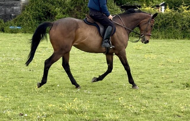 Image 2 of 16hh happy hacker / project mare