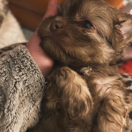 Image 3 of buster toypoochon x yorkie poo non mault