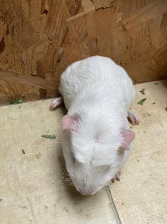 Image 2 of Baby White Male Guinea Pig and 6 Month Male Guinea Pig