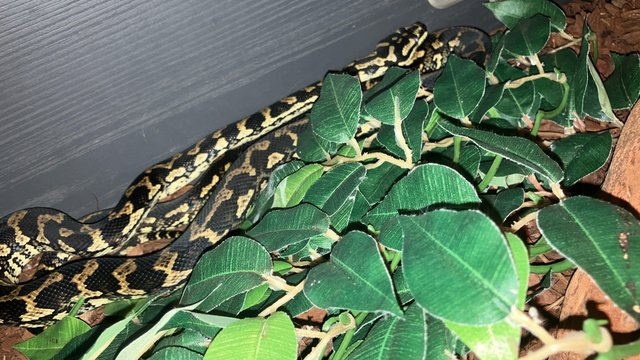 Image 2 of (Snake) Jungle carpet pythons male and female cb22-21