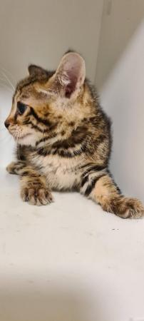 Image 9 of Last stunning Bengal Boy ready for a loving new home