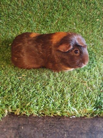 Image 26 of Guinea pigs males and females