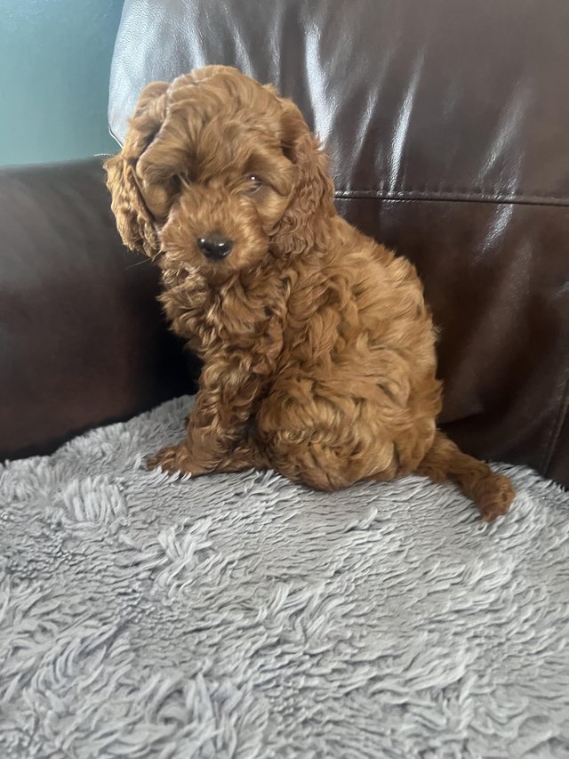 Preview of the first image of F1B Cockapoo puppies ready now.