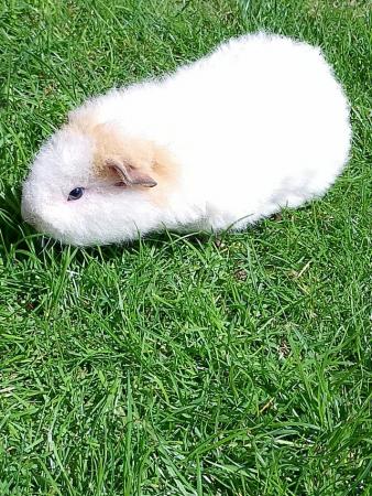 Image 2 of Beautiful baby boy guinea pig