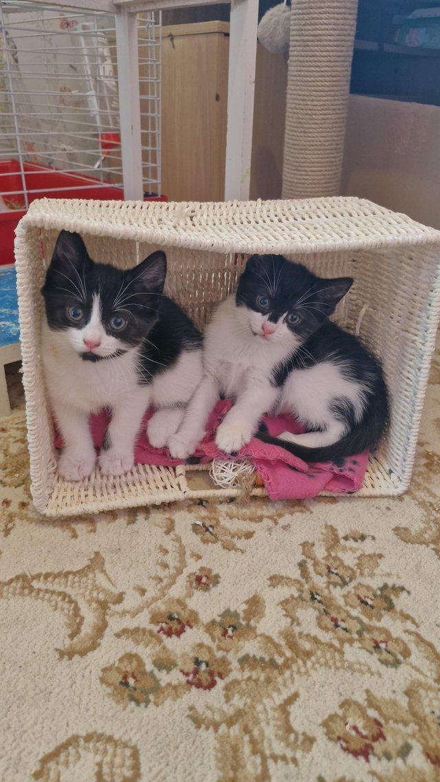 Preview of the first image of Beautiful kittens for sale, I have 2 female kittens for sale.