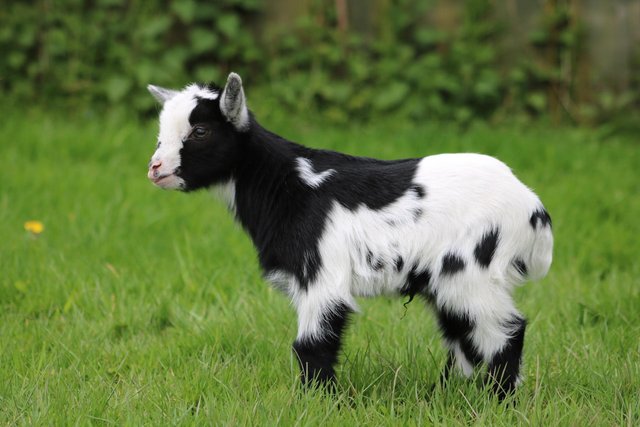 Image 3 of PGC registered Pygmy goat from accredited herd