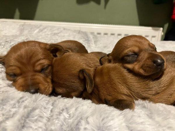 Image 2 of Ready Now! KC Reg Miniature Dachshund Smooth Haired