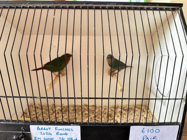 Image 7 of Pair of 2024 Bred Parrot Finches
