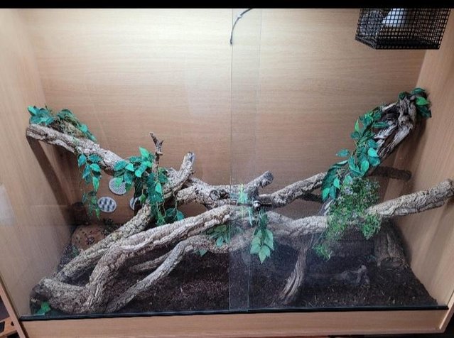 Preview of the first image of Vivarium 4ft11 150cmW x 3ft11 120cmH x 1ft9 60cmD.