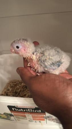 Image 3 of Hand reared green cheek conure