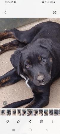 Image 16 of border collie cross rottweiler puppies