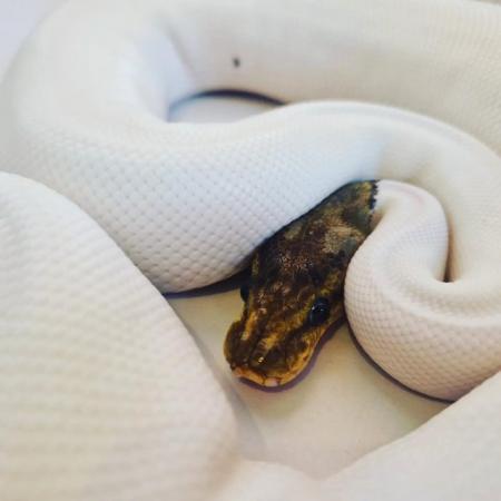 Image 5 of Cinnamon pied royal python female