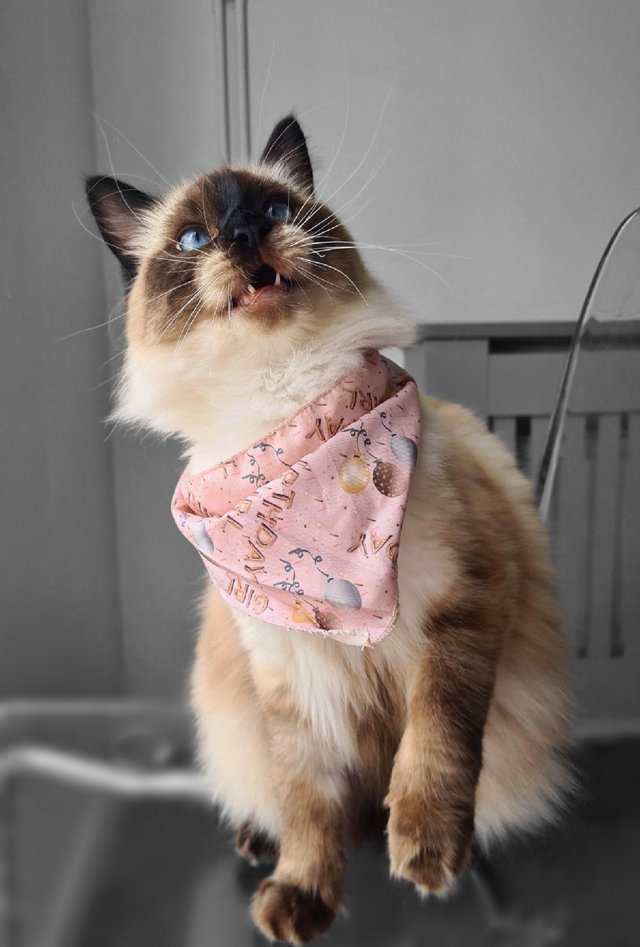 Preview of the first image of Beautiful ragdoll female cat.