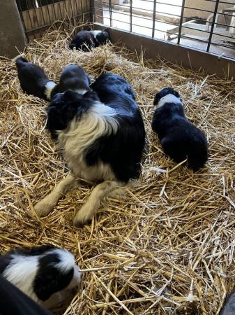 Image 3 of ISDS registered Border Collie Pups