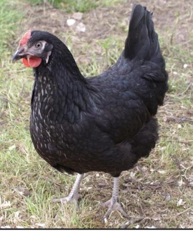 Image 1 of Point of lay laying hens