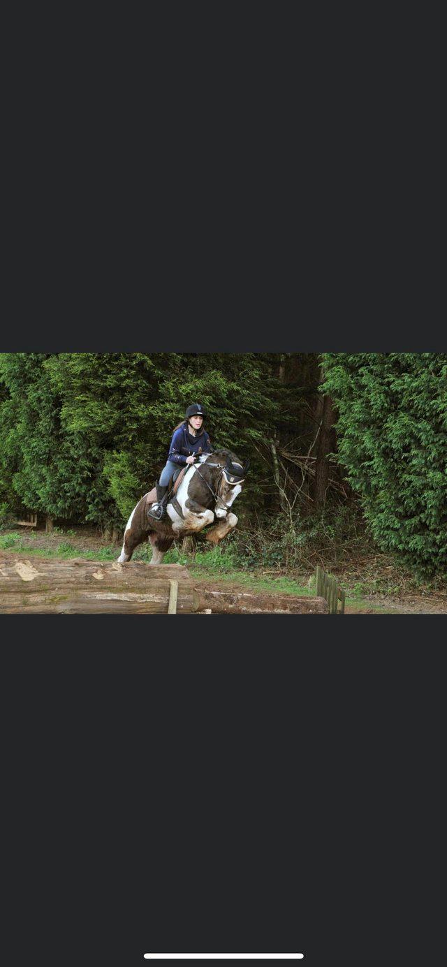 Preview of the first image of Skewbald cob gelding 14.1 part loan £45 a week NO NOVICES.