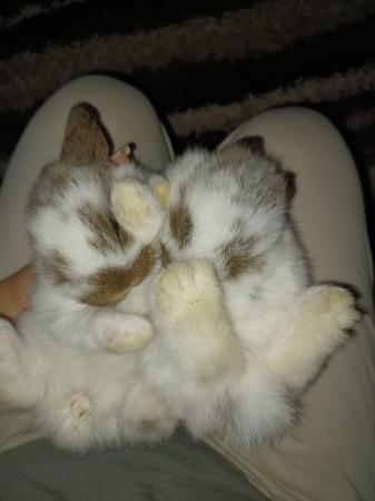 Image 6 of Stunning Pure Mini Lops - £50 each or Pair for £80