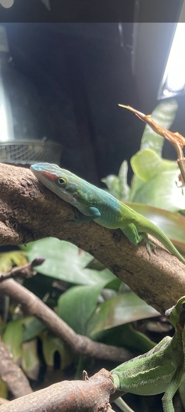 Preview of the first image of CB18 Male Blue Headed Anole (Anolis allisoni) For Sale.