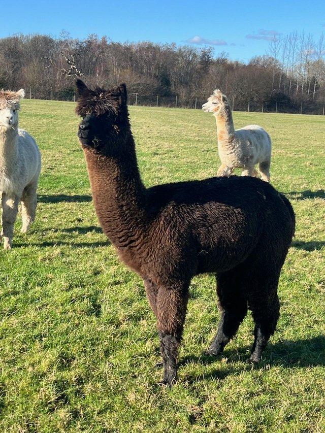 Preview of the first image of Friendly pet male alpacas - best of friends!.